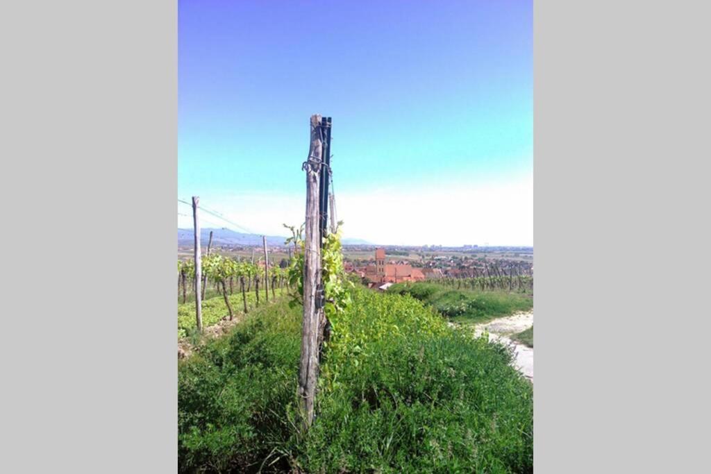 Gite A Eguisheim Proche De Colmar Et Kaysergberg. 외부 사진